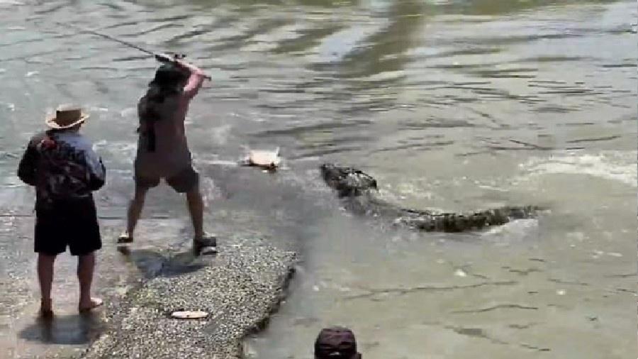 'Jacarézão' de 4 metros tenta roubar peixe de pescador; veja vídeo