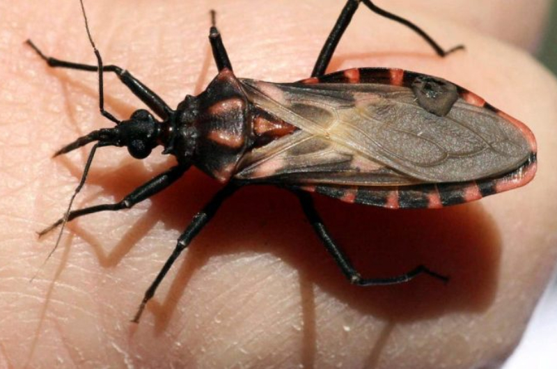 Casos suspeitos de doença de Chagas são investigados no interior do Amazonas