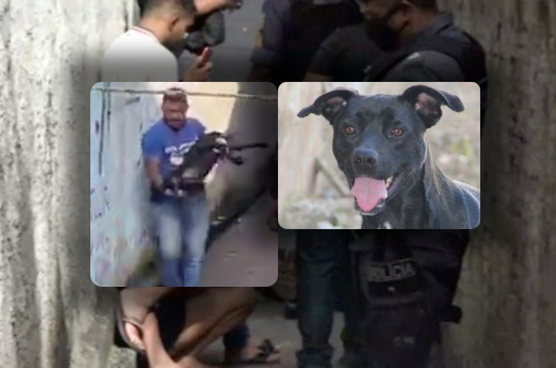Cachorro baleado no Japiim tentou salvar dono mordendo criminosos