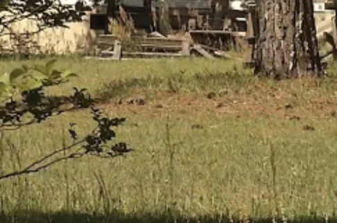 Homem morre enquanto enterr4va esposa que mat0u com as próprias mãos