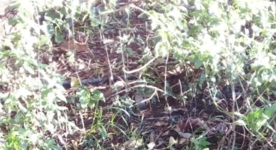 Urgente: corpo amarrado é encontrado em matagal do Tarumã, em Manaus; veja foto