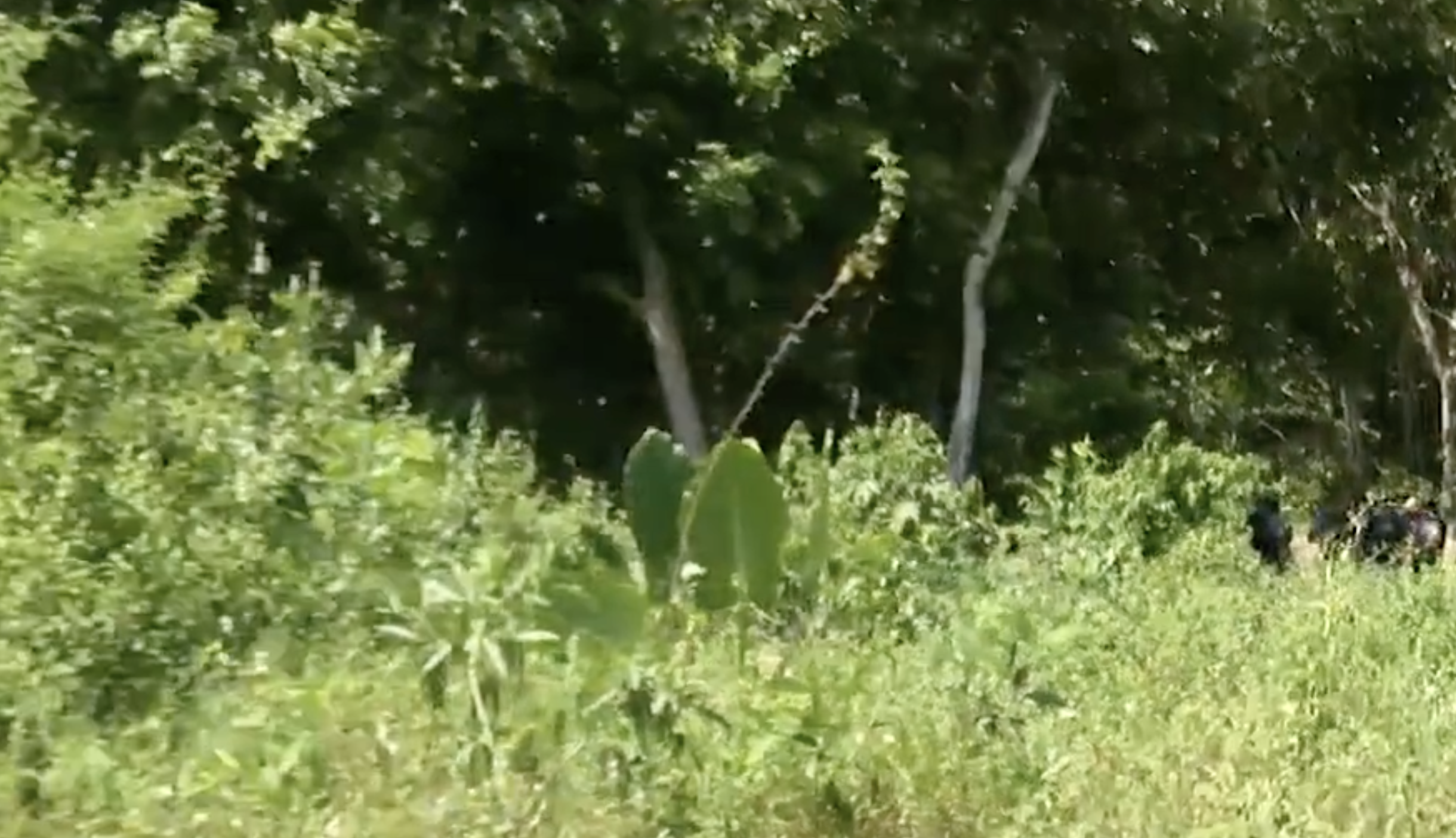 Urgente: jovem é sequestrado e assassinado no bairro Chapada