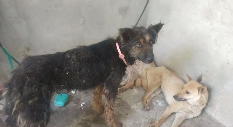 ONG salva 386 cachorros que seriam sacrificados; saiba mais