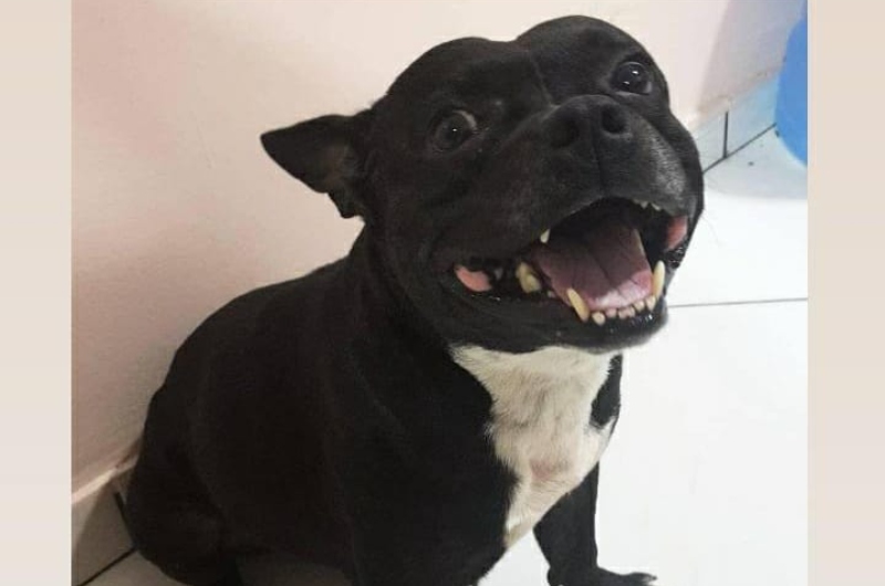 Dono oferece recompensa para quem achar cachorro que sumiu no bairro Nova Esperança