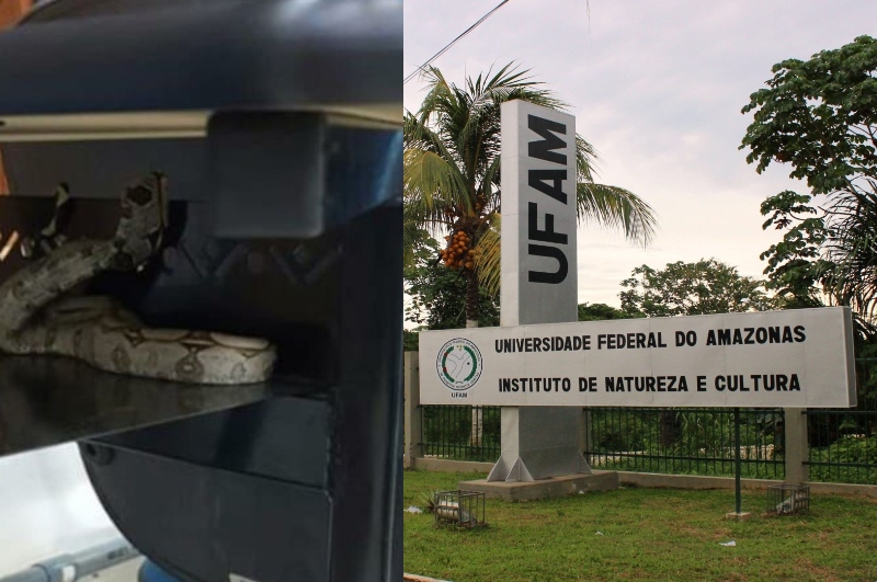 Depois de quase dois anos sem aula na UFAM, aluno volta para Universidade e é picado por cobra
