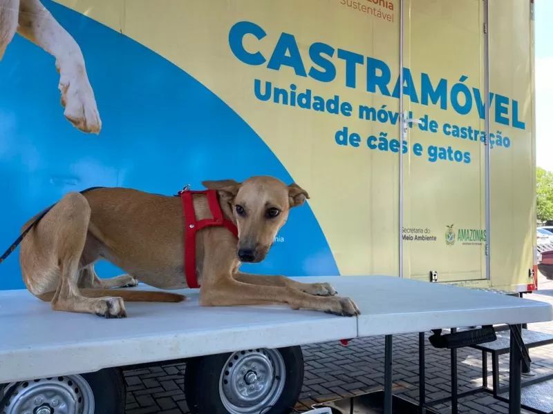 Atenção “pais de pet”: Castramóvel realiza atendimento gratuito em Itacoatiara, sábado e domingo (11 e 12)