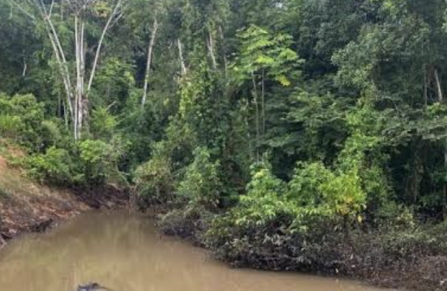 Filhote de cachorro é atacado por sucuri de 7 metros; veja vídeo