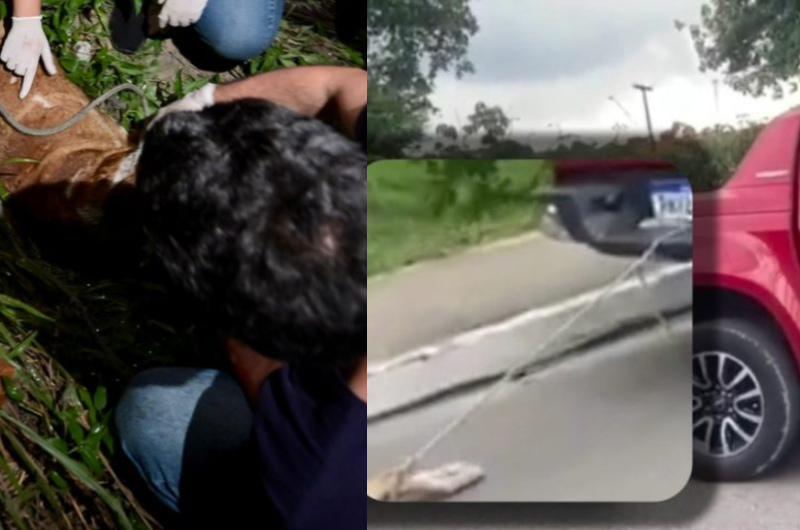 Cadela ainda estava viva quando foi arrastada por picape, revela laudo técnico que desmente motorista