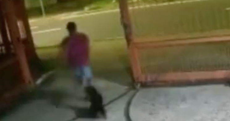 Cadela defende vigia e ataca bandido que queria matá-lo com facão; veja vídeo