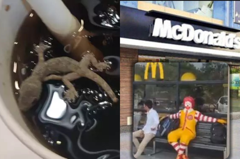 Cliente encontra lagartixa dentro de refrigente no McDonald's; veja vídeo