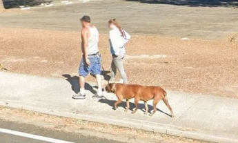 Mito ou verdade: cachorro de seis patas é visto pelas ruas da Califórnia