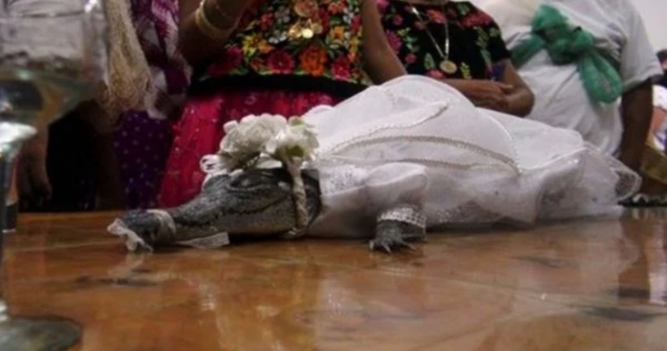 Inusitado: prefeito se casa com jacaré vestido de noiva e sela união com beijo