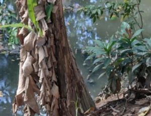 "Jogos mortais do tráfico parte 2": novos pedaços são encontrados em área verde do Parque dos Bilhares; veja vídeo