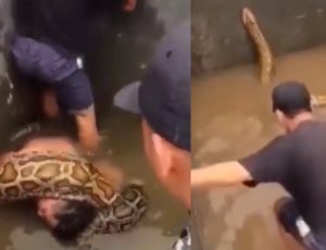 Homem é resgatado de 'abraço mortal' após cair em tanque com sucuris; veja vídeo