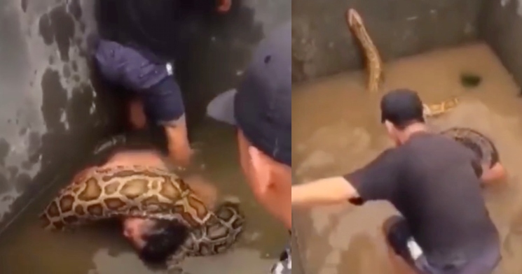 Homem é resgatado de ‘abraço mortal’ após cair em tanque com sucuris; veja vídeo