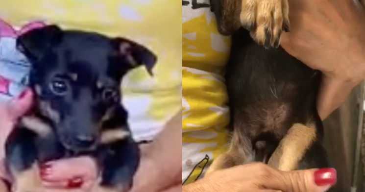 Dona de cão “hermafrodita” pede ajuda para que animal possa fazer cirurgia; veja vídeo