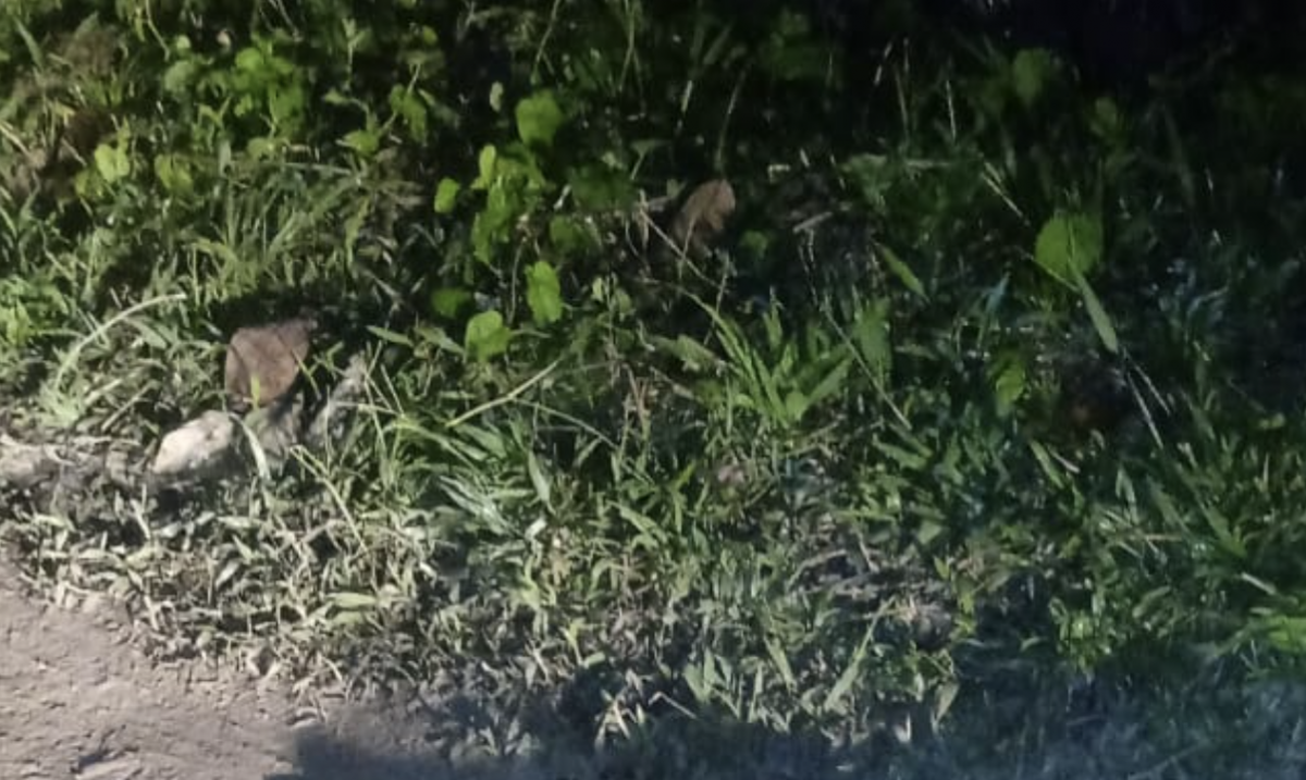 Urgente: corpo de homem é encontrado sendo comido por moscas no Tarumã, em Manaus; veja imagem