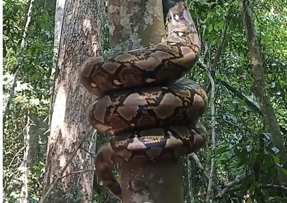 Jiboia gigantesca é flagrada escalando árvore no Amazonas; veja