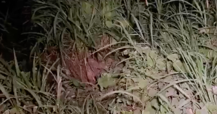 Urgente: restos mortais desovado é encontrado em área de mata próximo ao aterro sanitário