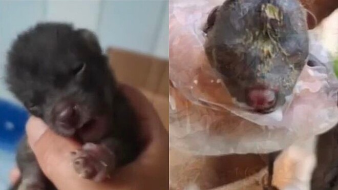 Mulher cuida de filhote pensando que é cachorro, mas descobre a espécie do animal após 2 meses