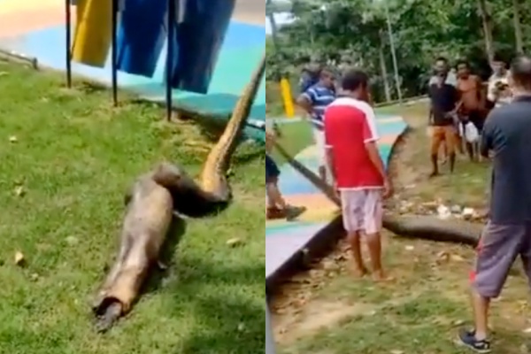 ‘Anaconda’ é flagrada vomitando jacaré no meio da rua em Manaus; veja vídeo