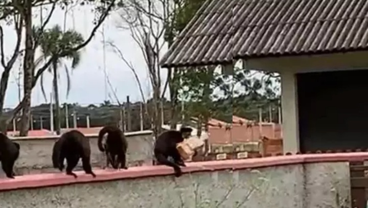 Facção de macacos tomam bebê dos braços do pai e o jogam de cima de prédio