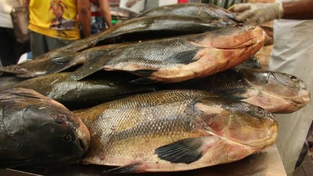 Alerta: Amazonas tem 37 casos confirmados de ‘doença da urina preta’