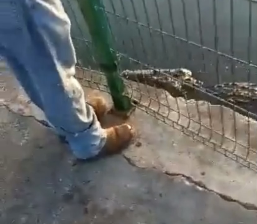 ‘Self-service humano’: homem é arrastado por jacaré para servir de almoço aos seus filhotes; veja vídeo