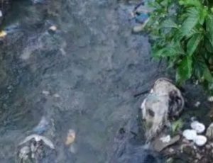 Homem é desovado em Igarapé do bairro Novo Aleixo