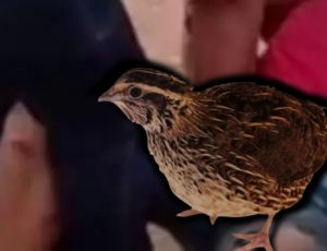 Mulher aplica famoso golpe "chave de codorna" e assaltante acaba se rendendo; veja vídeo