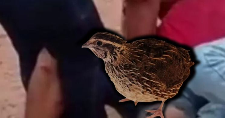 Mulher aplica famoso golpe “chave de codorna” e assaltante acaba se rendendo; veja vídeo