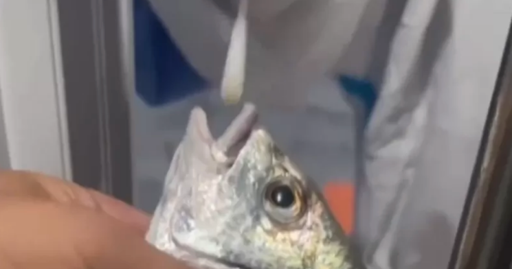 Até peixes vivos são testados para covid em meio a novo surto na China