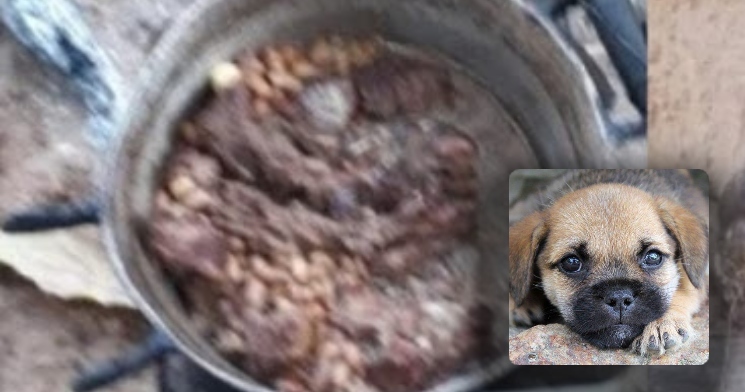 Crueldade: homem que matava cachorros de rua para servir ‘banquete’ em casa é preso; veja