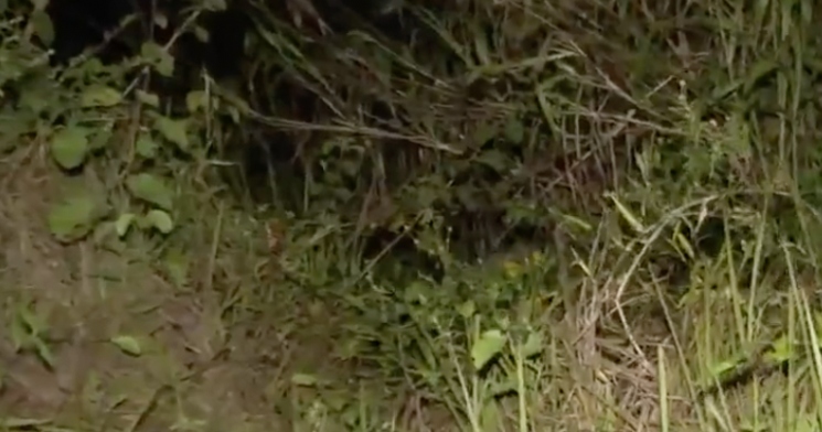 Com mãos amarradas, homem é encontrado agonizando com dois tiros na cabeça no Tarumã; imagem forte