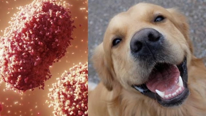 Primeiro caso de cachorro com varíola dos macacos é registrado