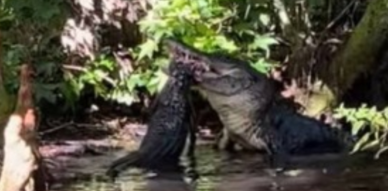 Canibalismo Feroz: Jacaré é flagrado devorando outro em pântano; veja imagem