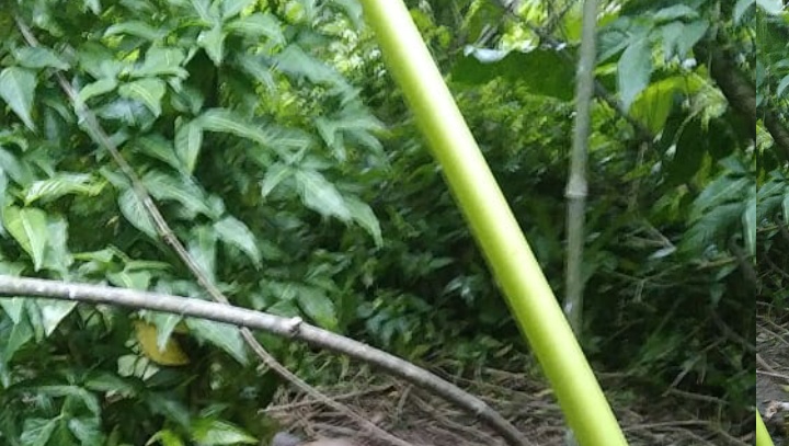 Urgente: corpo apodrecendo é encontrado em matagal no Jorge Teixeira; imagem forte