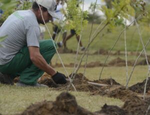 Dia da Árvore: projeto ajuda a reflorestar bioma 100% brasileiro