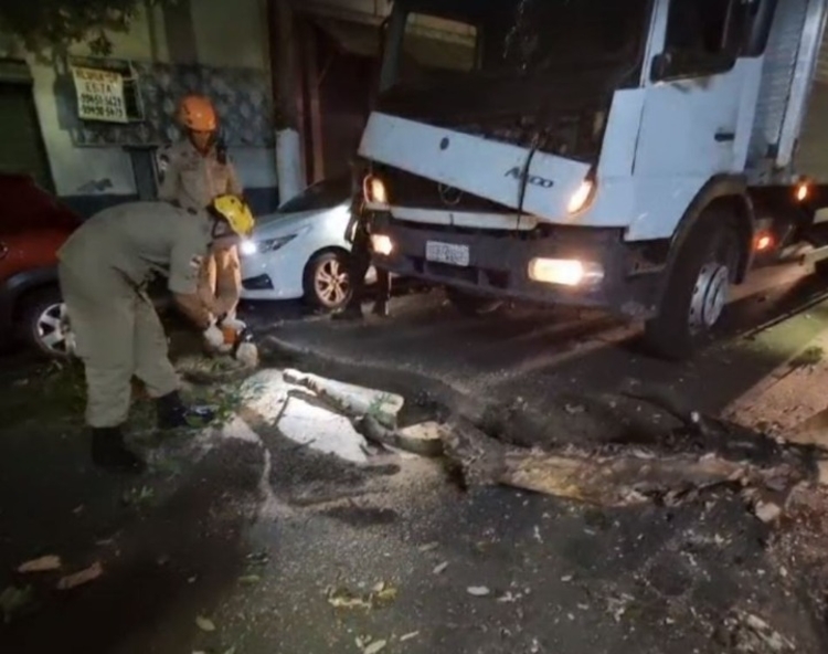 Árvore despenca em cima de caminhão em movimento e por pouco não esmaga motorista no Centro de Manaus