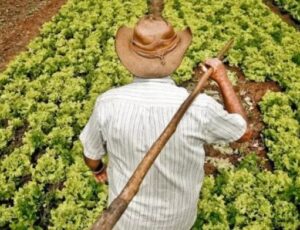 O milagre do agro brasileiro: país está conseguindo ter mais colheita com menos terra; veja dados