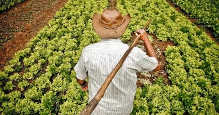 O milagre do agro brasileiro: país está conseguindo ter mais colheita com menos terra; veja dados