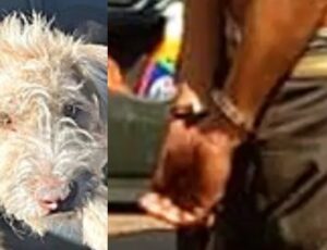 Homem é preso após ser pego abusando de cachorro