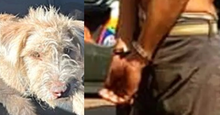 Homem é preso após ser pego abusando de cachorro