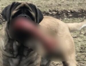 Cachorro aparece carregando "algo bizarro" na boca e vizinhos chamam a polícia; veja