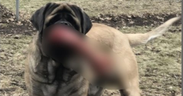 Cachorro aparece carregando “algo bizarro” na boca e vizinhos chamam a polícia; veja