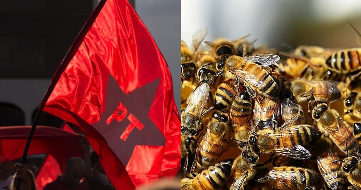 Petistas soltam abelhas para atacar apoiadores do presidente Bolsonaro; veja vídeo