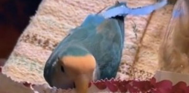 Pássaro doméstico inova no visual e aparece de ‘mega hair’ na web; veja vídeo