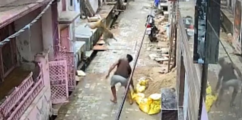 Macaco revoltado voa, dá ‘golpe de luta livre’ e joga homem no chão; veja vídeo