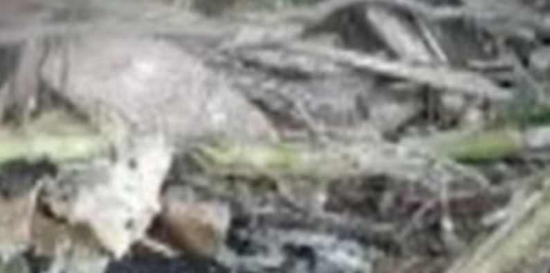 Idoso é sequestrado, torturado e jogado na frente de lixão em Novo Airão; cenas fortes