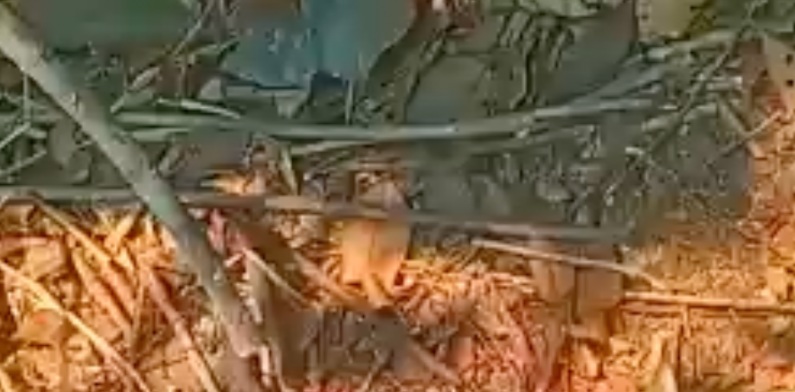 Macabro: ossada humana é encontrada na Cidade Universitária ‘Fastasma’ em Iranduba; veja vídeo